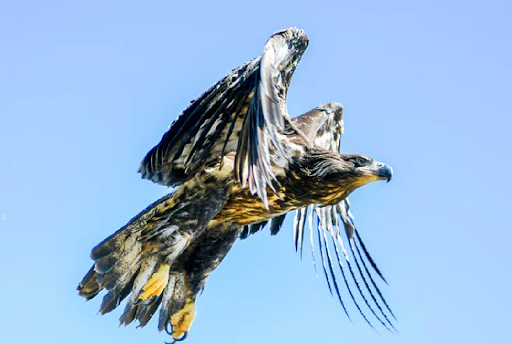 Sydney's South West | Western Sydney | Bar Western Sydney | South West pubs | Restaurants Western Sydney | Best restaurants Western Sydney | Western Sydney cafe | Italian restaurant Western Sydney - Nature and Biodiversity - illustration 5de20751-446c-4ecf-a103-2480a75e996c